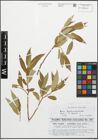 Foto von Salix fragilis L.